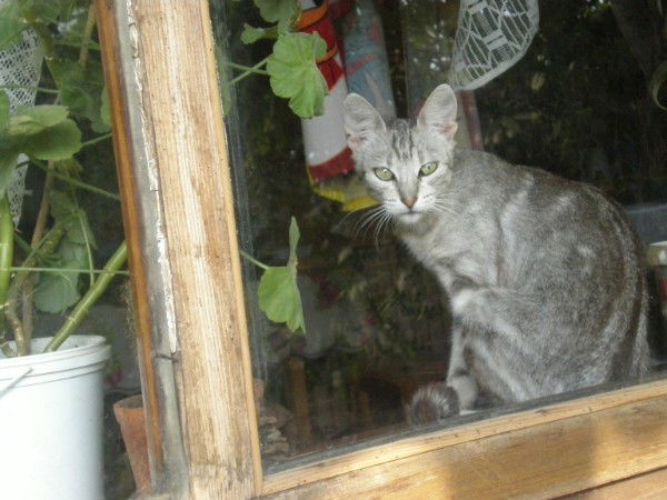 Светлана Тарасенко