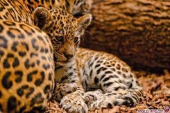 Ольга Попова