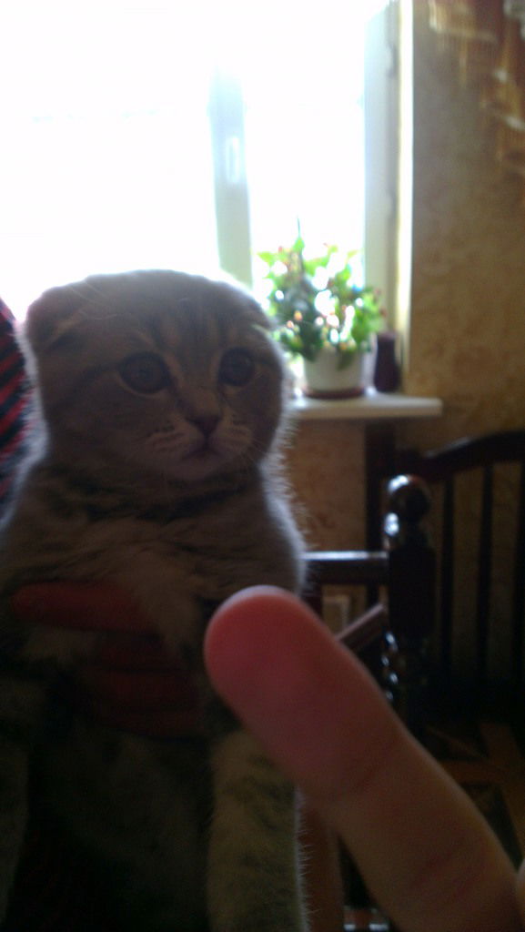 Хамза Шишани