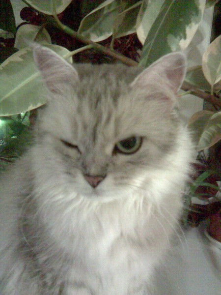 Елена Корнилова