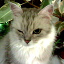 Елена Корнилова