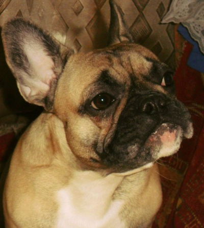 Аня Тихомирова