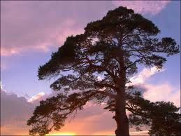 Андрей Лащинский