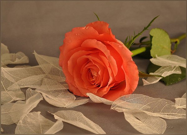 Татьяна Игнатикова