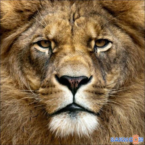 Дмитрий Кошелев