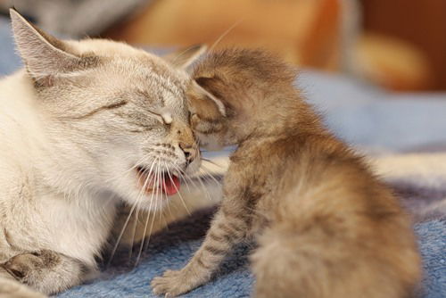 Елена Федер