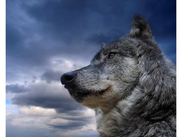 Сергей Чистяков