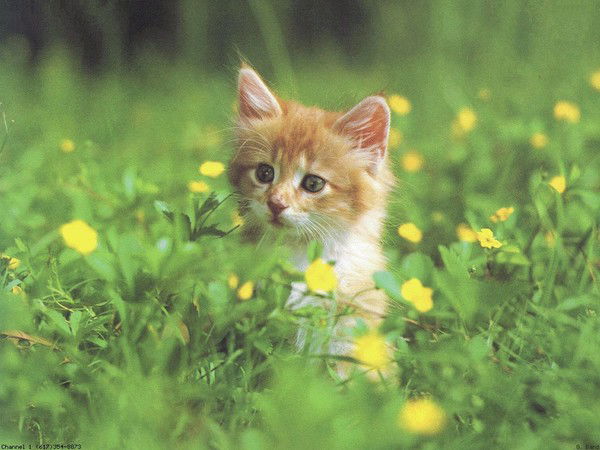 Дмитрий Сторошкин