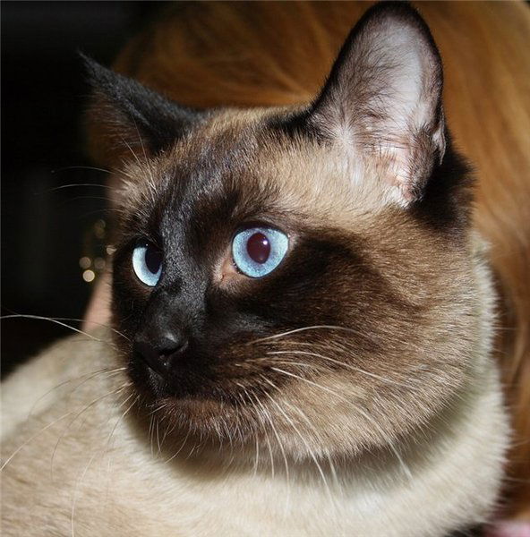 Надежда Балыкина