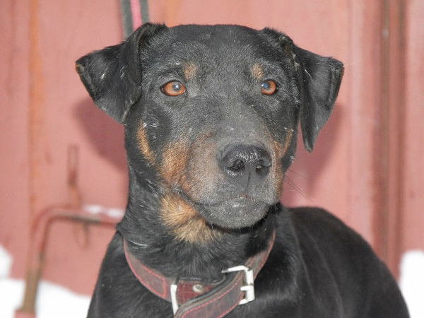 Жора Чалдон