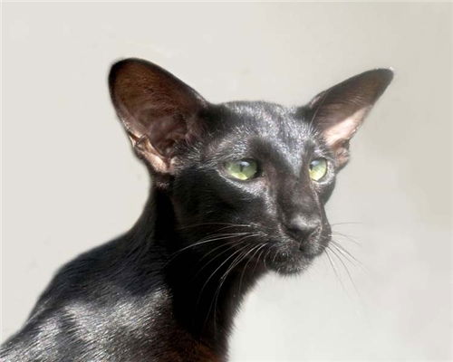 Аська Козлова