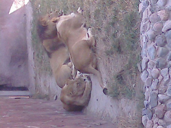 Константин Пышной