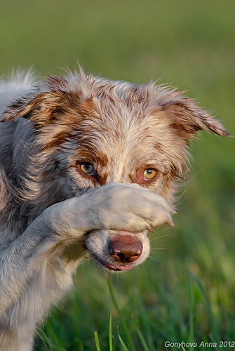 Вадим Перевязкин