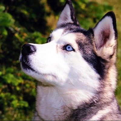 Анастасия Гладышева