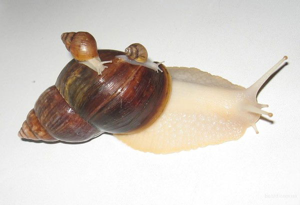 Дмитрий Ткаченко