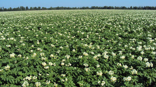 Тверской Филиал