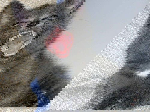 Ольга Скрипкина (Петрухненко)