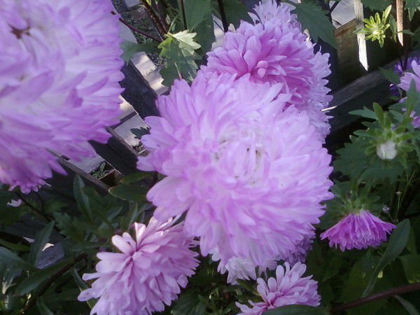 Светлана Азьмука