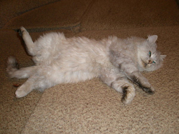 Алексей Воронин