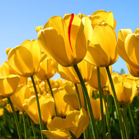 Лидия Федотова