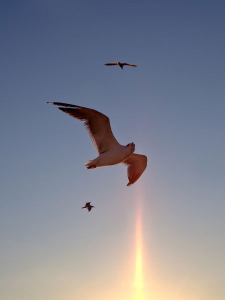 Ольга Янова