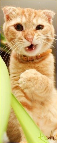 Дима Гладырь