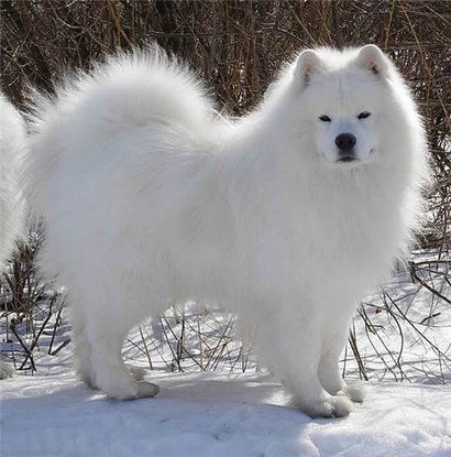 Елена Колесникова