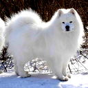 Елена Колесникова