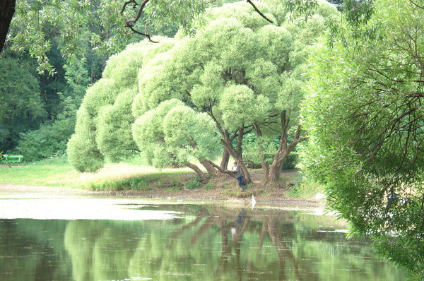 Денис Громов