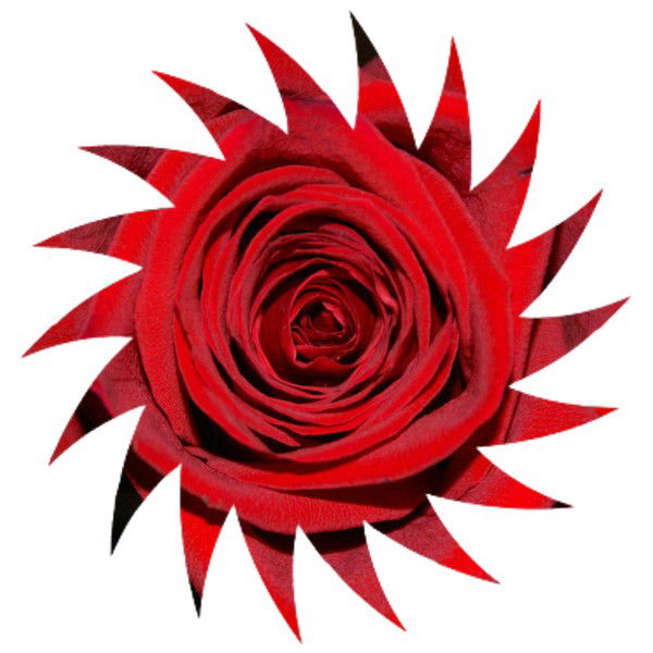 Л И С И Ч К А