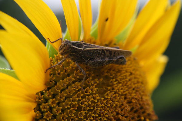 Елена Кондратова