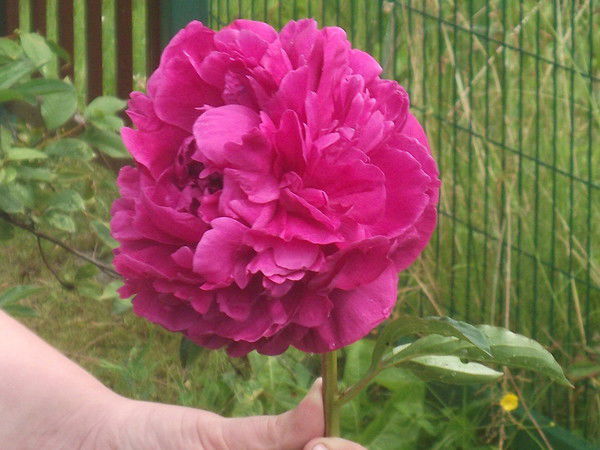 Анна Митрофанова