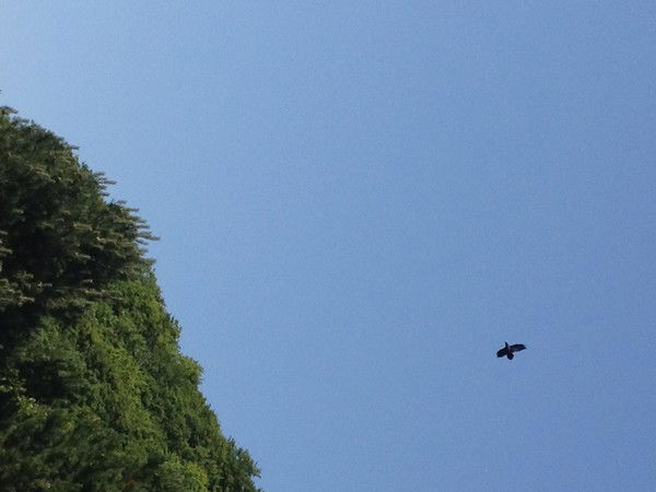 Неизвестная Женщина