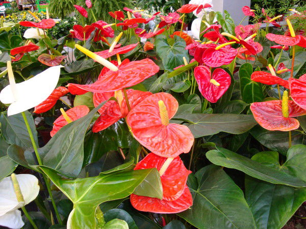 Татьяна Максимова