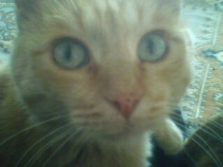 Пётр Копылов