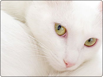 Натали Полежаева