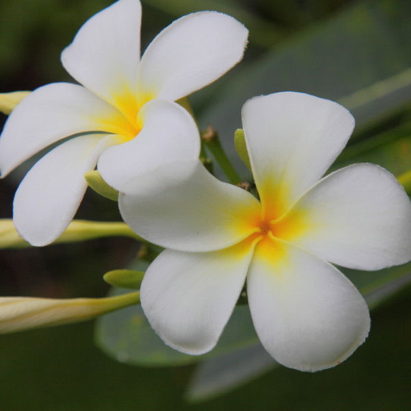 Магазин Лилавади