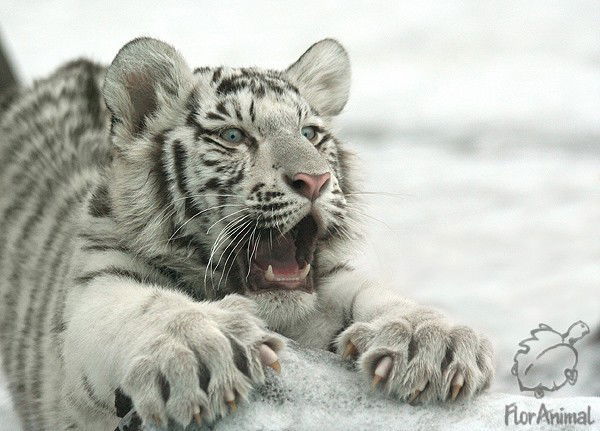 Илья Наянзин