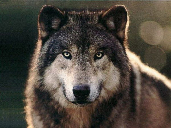 Игорь Харитон