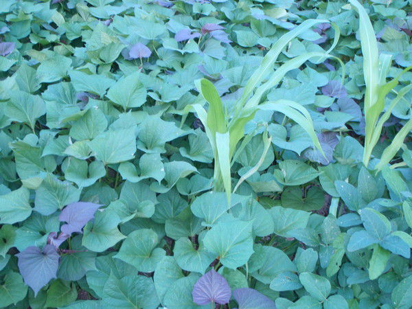 Александр Тругенев