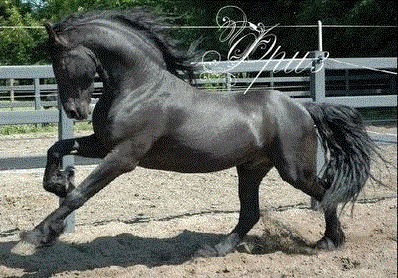 Светлана Иванова