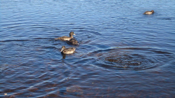 Нина Клетний