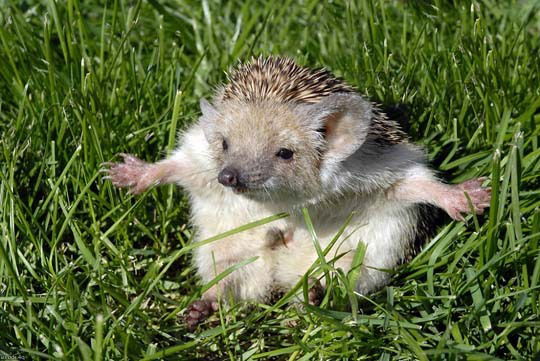 Максим Старостин