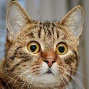 Никита Китузов