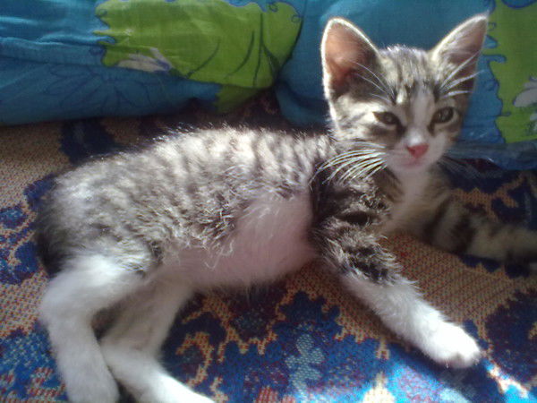 Андрей Шашков