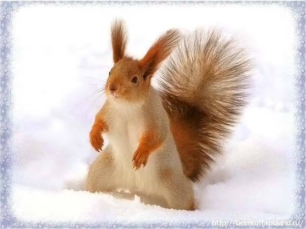 Лариса Ханенко