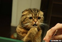 Даниил .......