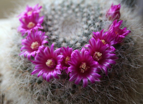 Раиса Шляхтина