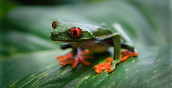Шашкин Владимир