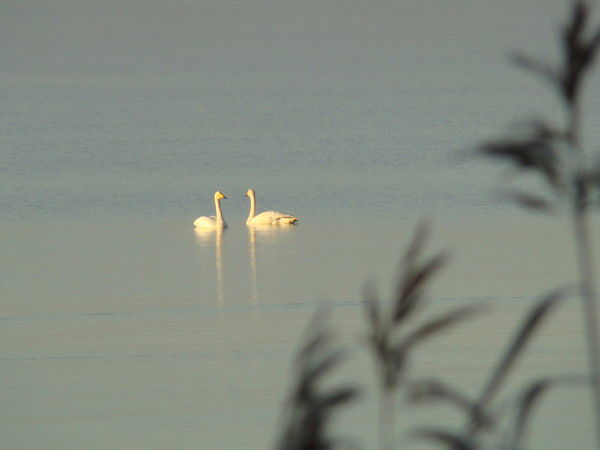 Наталья Ваганова